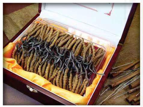 渔薪镇冬虫夏草回收